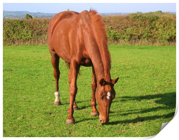 Bay Horse Grazing. Print by Heather Goodwin