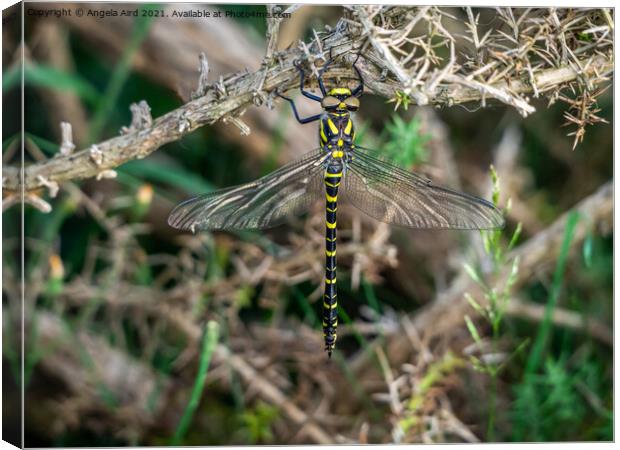  Golden-ringed Dragonfly. Canvas Print by Angela Aird
