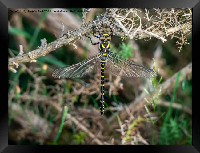  Golden-ringed Dragonfly. Framed Print by Angela Aird