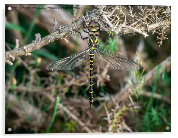  Golden-ringed Dragonfly. Acrylic by Angela Aird