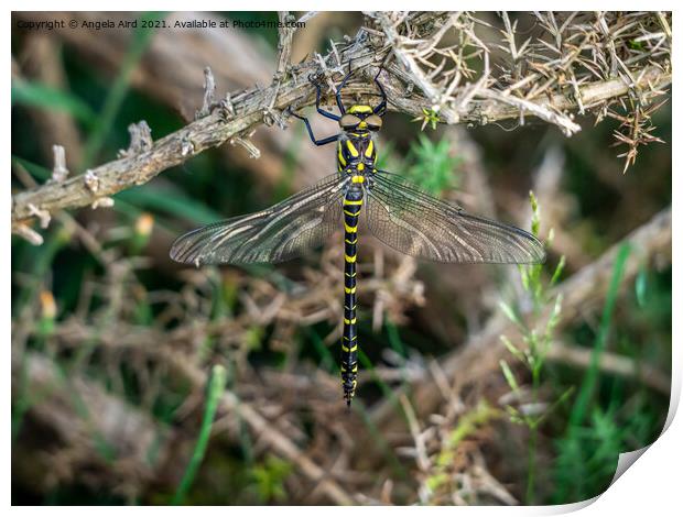  Golden-ringed Dragonfly. Print by Angela Aird