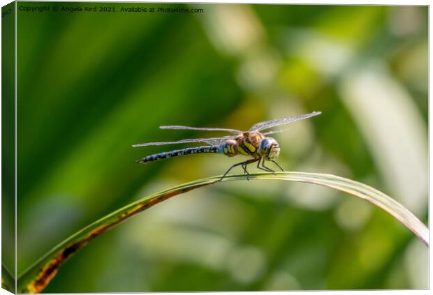 Common Hawker. Canvas Print by Angela Aird