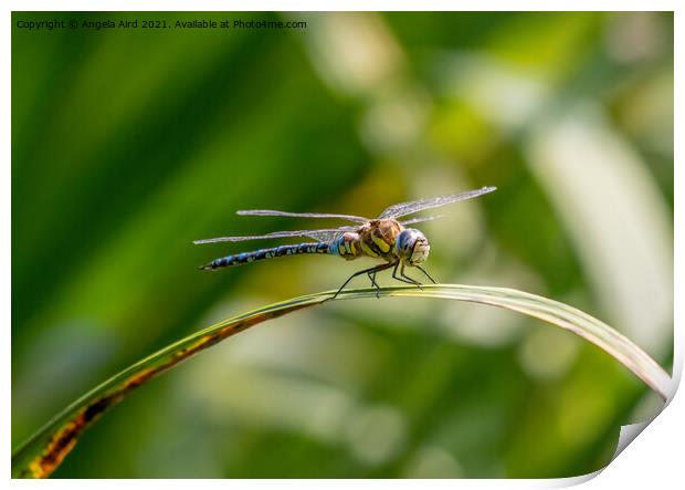 Common Hawker. Print by Angela Aird
