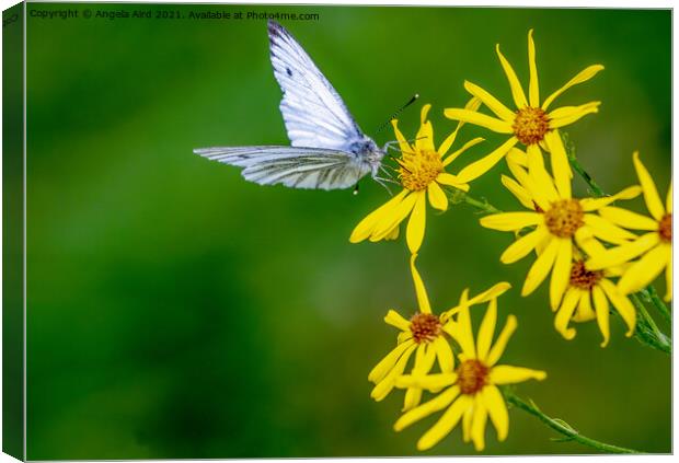  Margined White. Canvas Print by Angela Aird