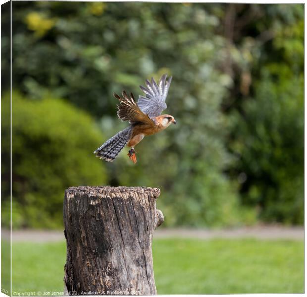 Red Footed Falcon landing Canvas Print by Jon Jones