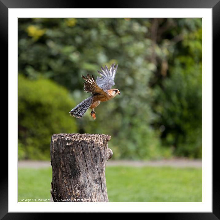 Red Footed Falcon landing Framed Mounted Print by Jon Jones