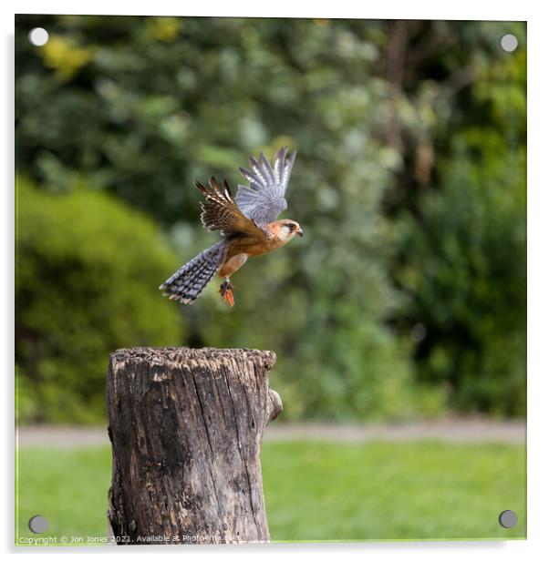 Red Footed Falcon landing Acrylic by Jon Jones