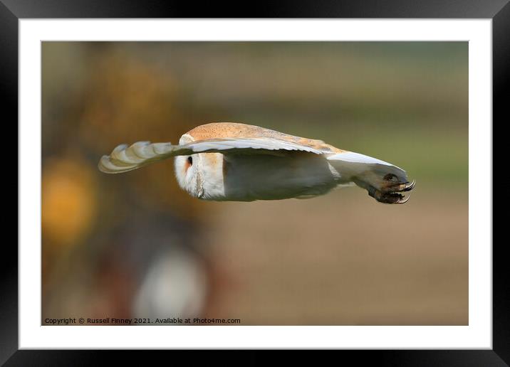 Barn Owl in flight Framed Mounted Print by Russell Finney
