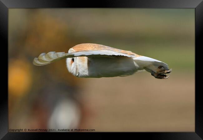 Barn Owl in flight Framed Print by Russell Finney
