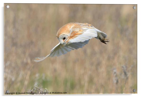 Barn Owl in flight hunting Acrylic by Russell Finney