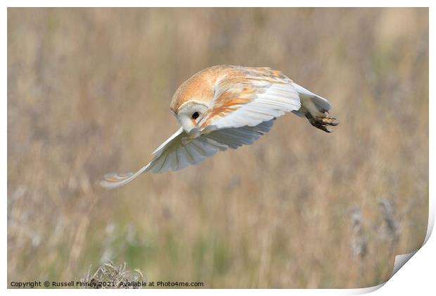 Barn Owl in flight hunting Print by Russell Finney