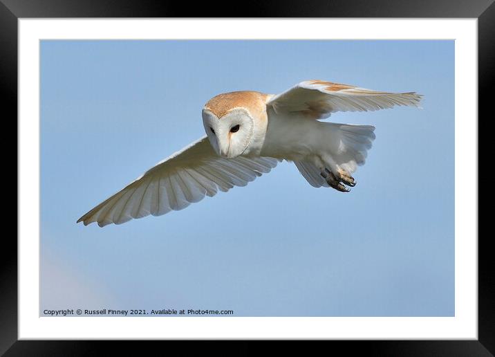 Barn Owl in flight Framed Mounted Print by Russell Finney