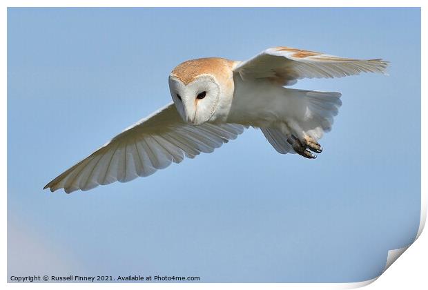 Barn Owl in flight Print by Russell Finney
