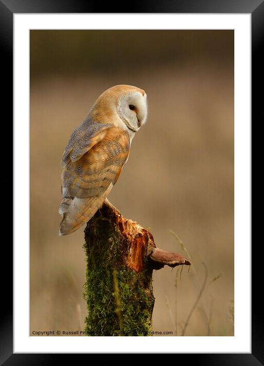Barn Owl in the golden hour Framed Mounted Print by Russell Finney