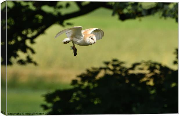 Barn Owl in flight with prey, vole Canvas Print by Russell Finney