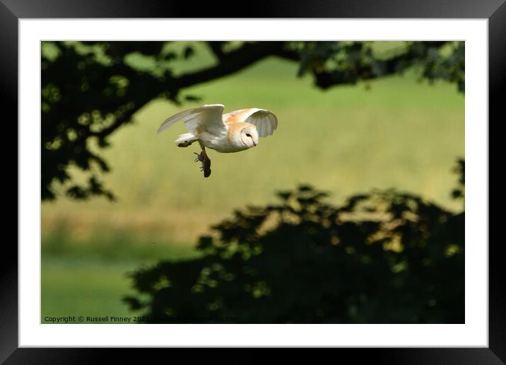 Barn Owl in flight with prey, vole Framed Mounted Print by Russell Finney
