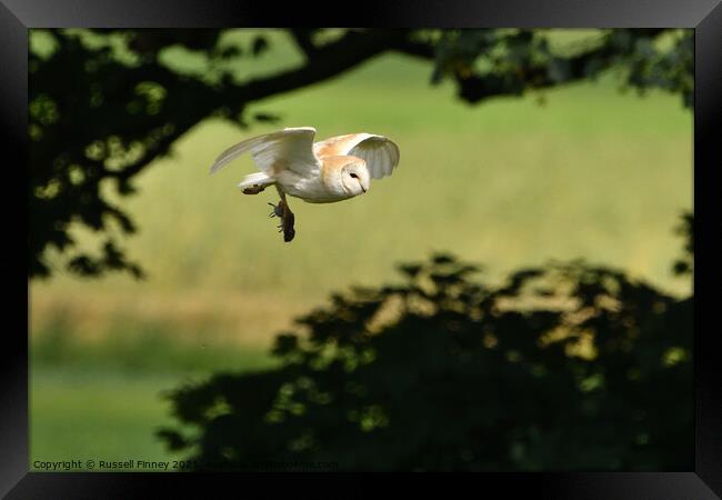 Barn Owl in flight with prey, vole Framed Print by Russell Finney
