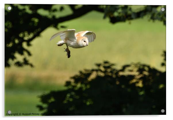 Barn Owl in flight with prey, vole Acrylic by Russell Finney
