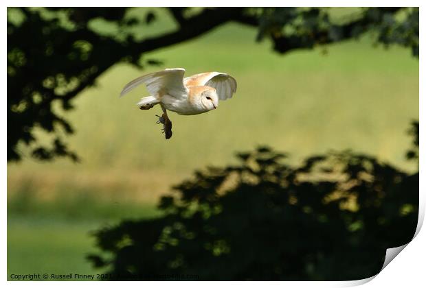 Barn Owl in flight with prey, vole Print by Russell Finney