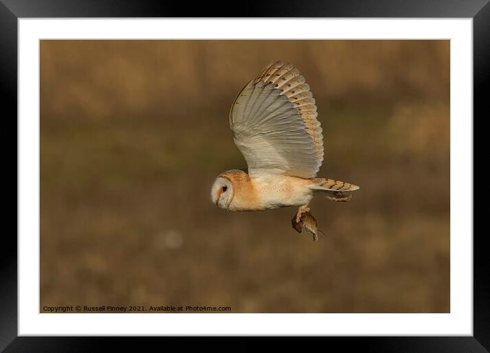 Barn Owl in flight with field vole Framed Mounted Print by Russell Finney