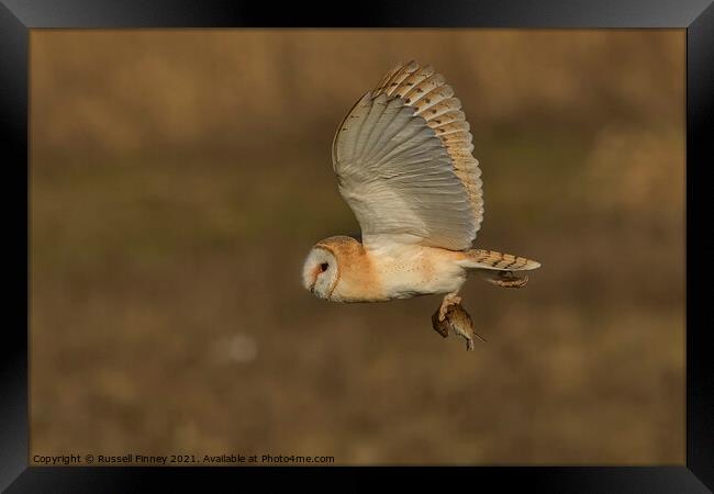 Barn Owl in flight with field vole Framed Print by Russell Finney