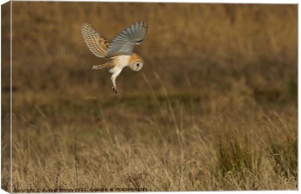 Barn Owl hovering over prey in field  Canvas Print by Russell Finney