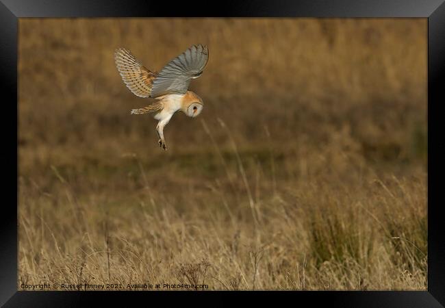 Barn Owl hovering over prey in field  Framed Print by Russell Finney