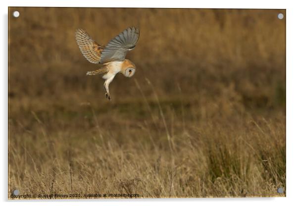 Barn Owl hovering over prey in field  Acrylic by Russell Finney