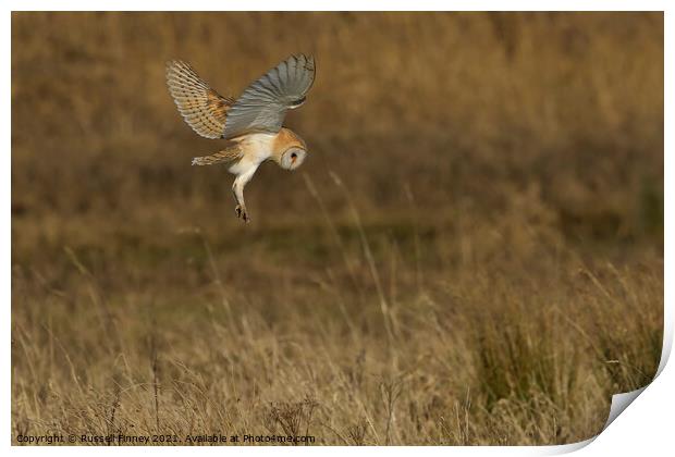 Barn Owl hovering over prey in field  Print by Russell Finney