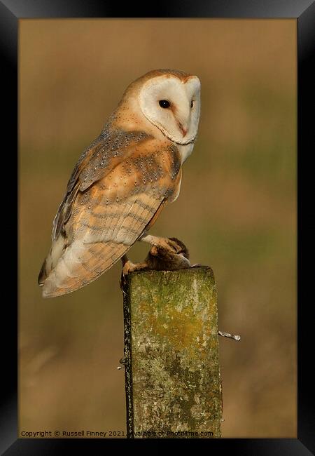 Barn Owl with its prey, field vole Framed Print by Russell Finney