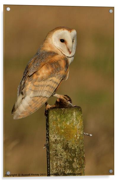 Barn Owl with its prey, field vole Acrylic by Russell Finney