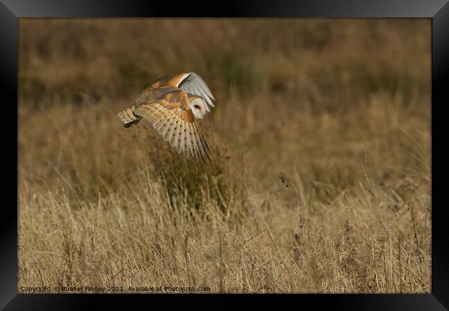 Barn Owl in flight Framed Print by Russell Finney