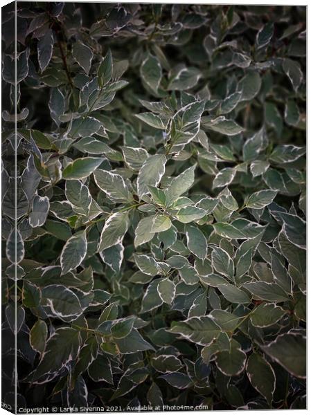 Green leaves Canvas Print by Larisa Siverina