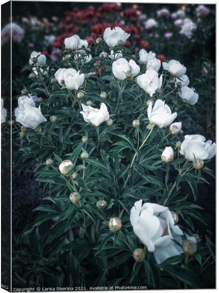 Plant flower Canvas Print by Larisa Siverina