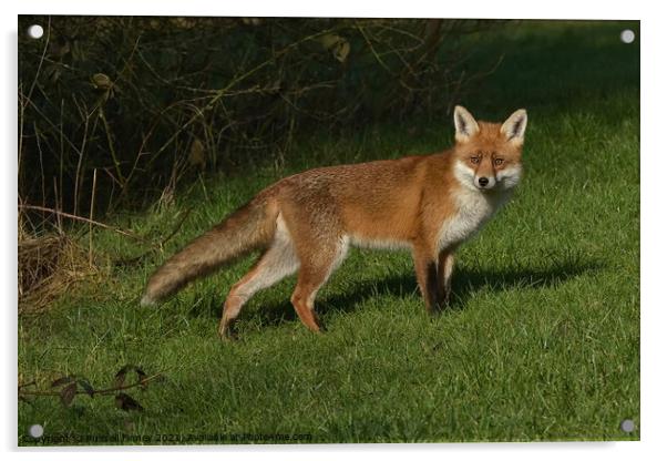 Red Fox (Vulpes Vulpes) in a lush green field  Acrylic by Russell Finney