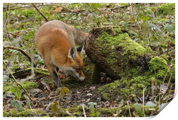 Red Fox (Vulpes Vulpes) in woodland Print by Russell Finney
