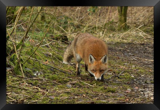 Red Fox (Vulpes Vulpes) in woodland Framed Print by Russell Finney