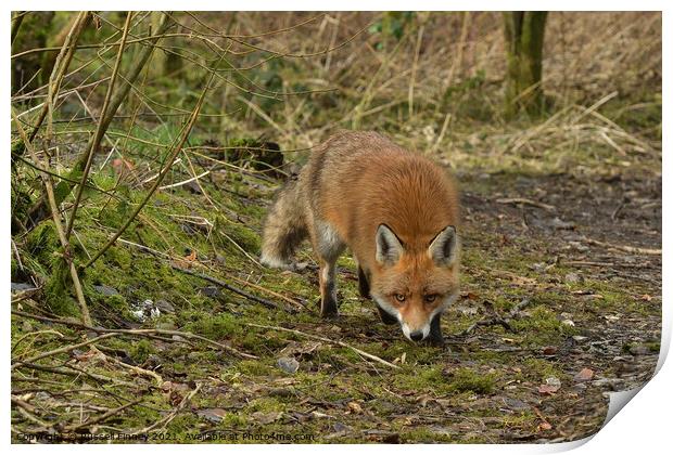 Red Fox (Vulpes Vulpes) in woodland Print by Russell Finney
