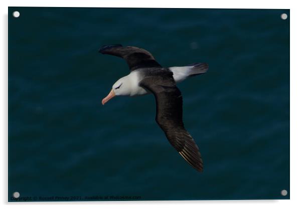 Black-browed Albatross RSPB Bempton Cliffs Acrylic by Russell Finney