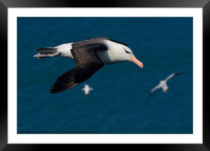 Black browed Albatross RSPB Bempton Cliffs East Yorkshire England Framed Mounted Print by Russell Finney