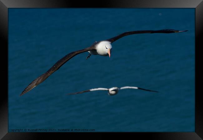 Black browed Albatross RSPB Bempton Cliffs East Yorkshire England Framed Print by Russell Finney