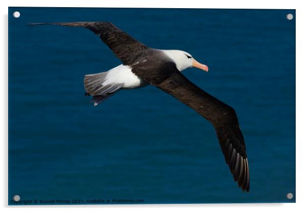 Black browed Albatross RSPB Bempton Cliffs East Yorkshire England Acrylic by Russell Finney