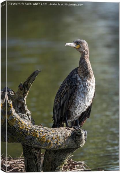 Juvenille Cormorant Canvas Print by Kevin White
