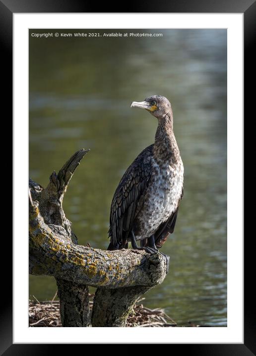 Juvenille Cormorant Framed Mounted Print by Kevin White