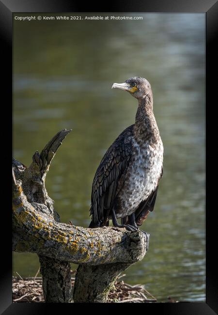 Juvenille Cormorant Framed Print by Kevin White