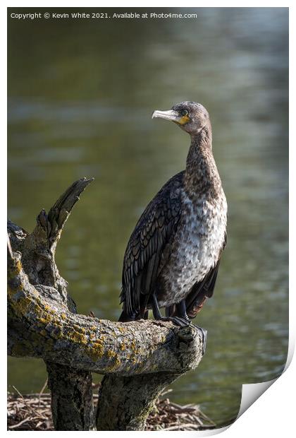 Juvenille Cormorant Print by Kevin White