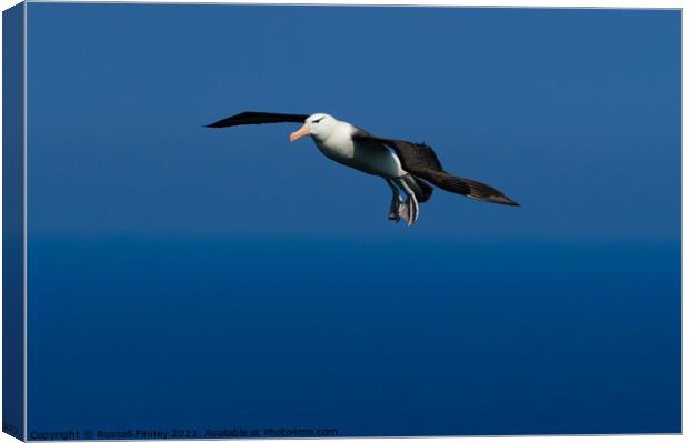 Black browed Albatross RSPB Bempton Cliffs East Yorkshire England Canvas Print by Russell Finney