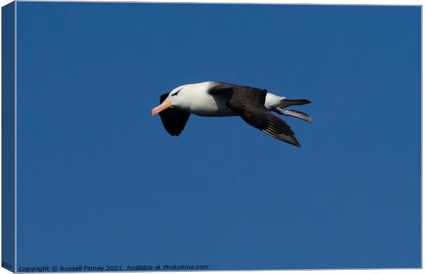 Black browed Albatross RSPB Bempton Cliffs East Yorkshire England Canvas Print by Russell Finney