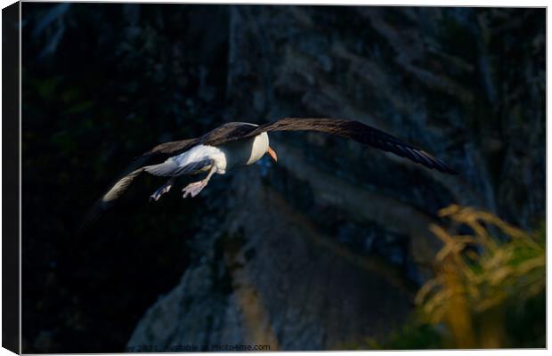 Black browed Albatross RSPB Bempton Cliffs East Yorkshire England Canvas Print by Russell Finney