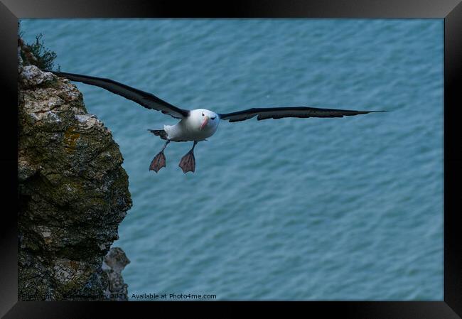 Black browed Albatross RSPB Bempton Cliffs East Yorkshire England Framed Print by Russell Finney